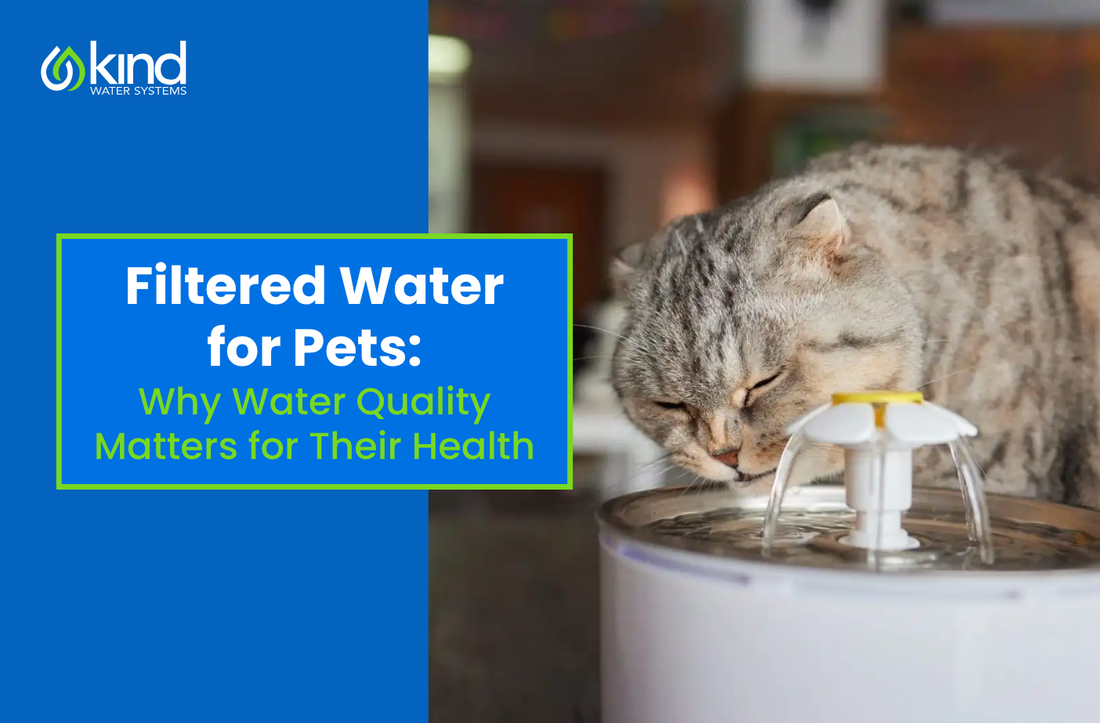 Filtered Water for Pets: Why Water Quality Matters for Their Health