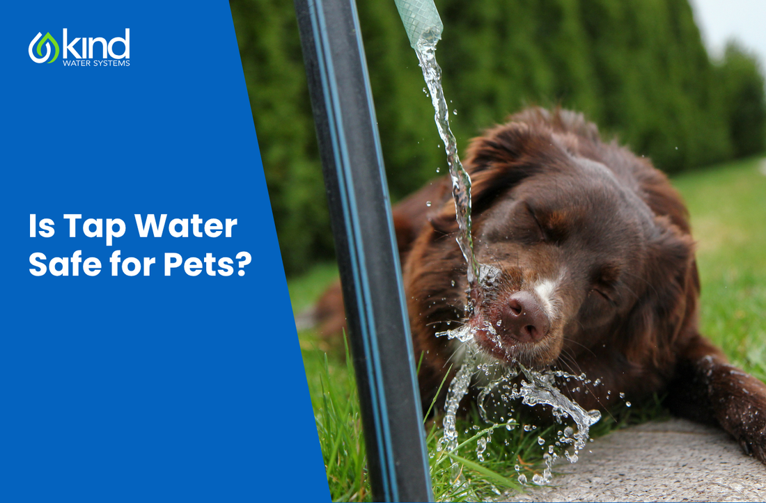 Is Tap Water Safe for Pets?