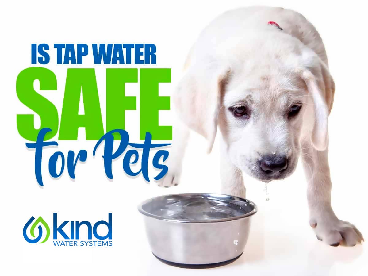 Is tap water safe to drink for pets?